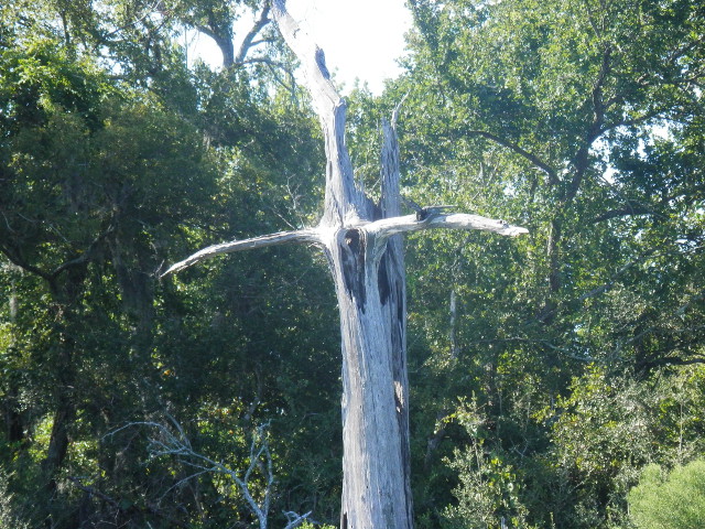a surprise in nature, a dead tree that appears as a Cross